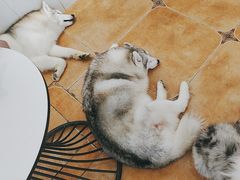 -Let's go狗咖·猫咖·奶狗·桌游(春熙路IFS店)