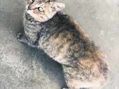 -终南山国家森林公园