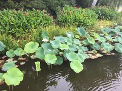 -荷塘月色湿地公园·向阳花洲