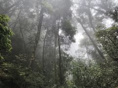 -云南屏边大围山国家公园