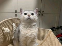 -瑞派伍一宠物医院·眼科·骨科·猫科转诊中心(马王堆院)