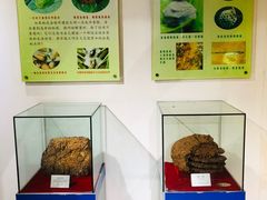 -上海昆虫博物馆