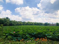 -长春市南湖公园