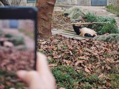 -都江堰中华大熊猫苑