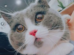-袖虎·猫馆(体育西路店)