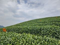-龙坞茶村