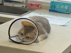 -总动员动物医院(宝丰院店)