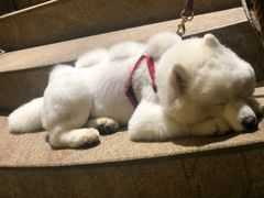 -more than meow吴止猫主题餐厅(承德 中船汇店)