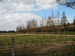 -上海长兴岛郊野公园