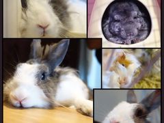 -藦茜花园宠物主题亲子互动体验馆(国顺东路店)