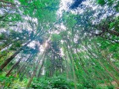 -素山寺森林公园