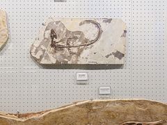 -辽宁古生物博物馆