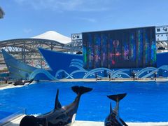 -上海海昌海洋公园