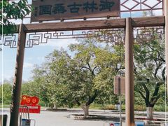 -御林古桑园
