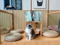 -Catmate·猫肥家润(金润铂宫店)