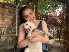 -柴犬高等学院·狗咖·柴犬售卖·宠物训练