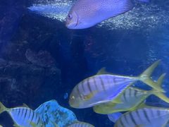 -太平洋海底世界