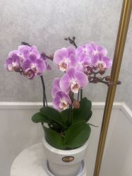 -YESIDO椰岛美容