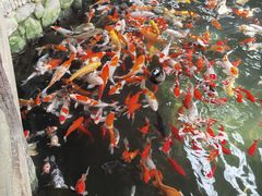 -南宫五洲植物乐园