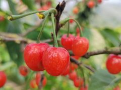 -樱桃山旅游景区