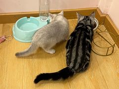 -猫咪派对(江南西店)