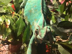 -迪拜水族馆及水下动物园