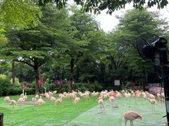 -广州长隆飞鸟乐园