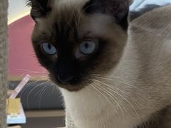 -喵园·猫主题咖啡厅·撸猫·猫咖(国贸店)