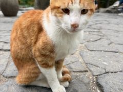 -西园寺素食(西园弄戒幢律寺店)