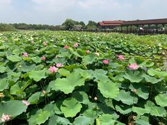 -荷塘月色湿地公园·向阳花洲