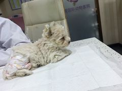 -宠爱国际动物医院·消化内科·心肾内科·ISFM猫友好(望京店)