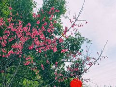 -仙岳公园