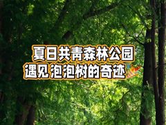 -上海共青森林公园
