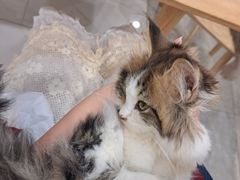 -楼上猫咖(罗湖店)