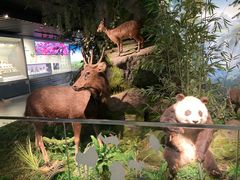 -四川大学博物馆