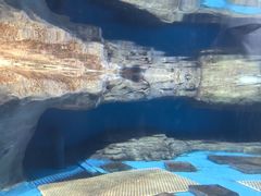 -海合安武汉极地海洋公园