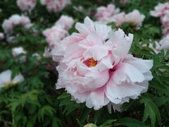 -洛阳市隋唐城遗址植物园