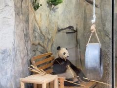-深圳野生动物园