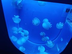 -左海海底世界