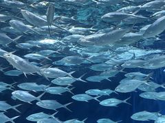 -上海海洋水族馆