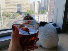 -Cappucimeow猫咪咖啡馆(韦伯时代店)