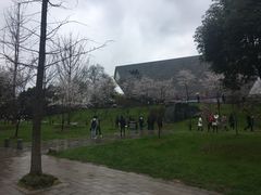 -武汉大学-樱园