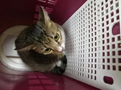-喜多萌中农锦绣动物医院24H·猫科·牙科MRI·CT