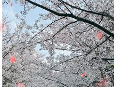 -高东镇樱花园