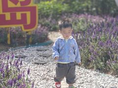 -野狸岛