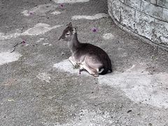 -成都动物园