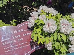 -曹州百花园