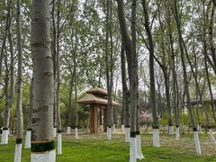 -大兴滨河森林公园