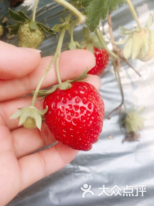 土哥草莓园荔枝龙眼园(西丽店)图片 - 第1张