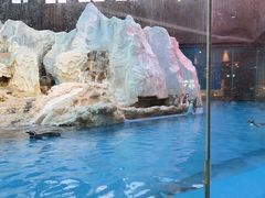 -帝企鹅自助餐厅•儿童岛•真企鹅(长隆企鹅酒店)